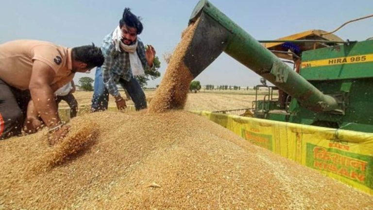 Hallitus korottaa vehnän jakoa avomarkkinamyyntijärjestelmän mukaisesti – Commodities News