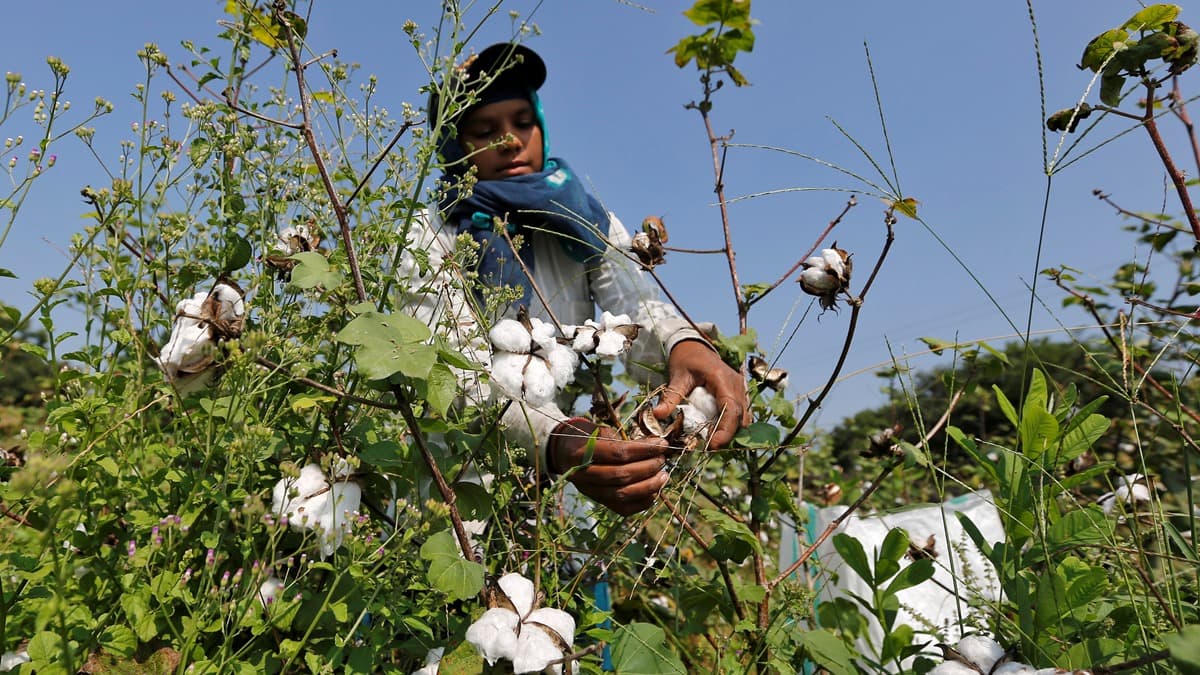 cotton, MNCs, traders, ginners, top news, latest news, commodities news,