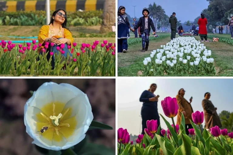 Delhi Tulip Festival: NDMC juhlii kevään saapumista 200 000 tulppaanilla – katso kauniita kuvia